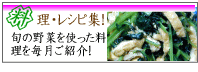 旬の野菜を使った料理レシピ!